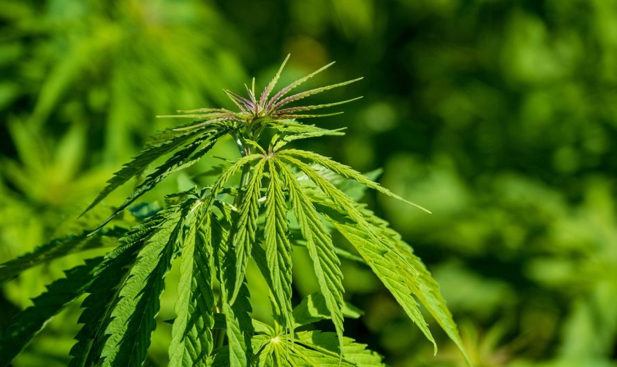 Заказ семян марихуаны в Казахстане особенности и риски