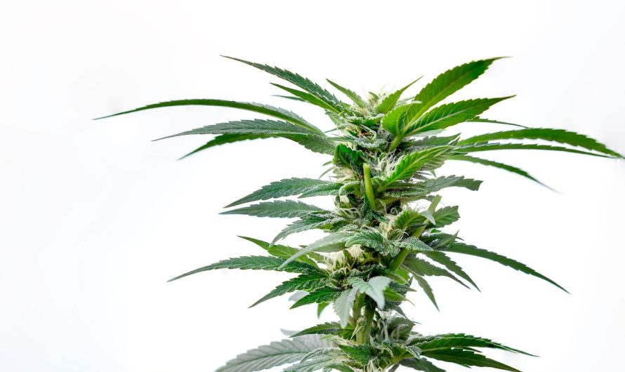 Глубина посадки семян марихуаны