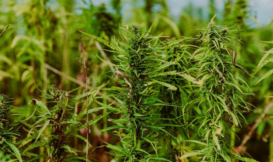 Семена конопли Sativa питательные свойства и преимущества для здоровья