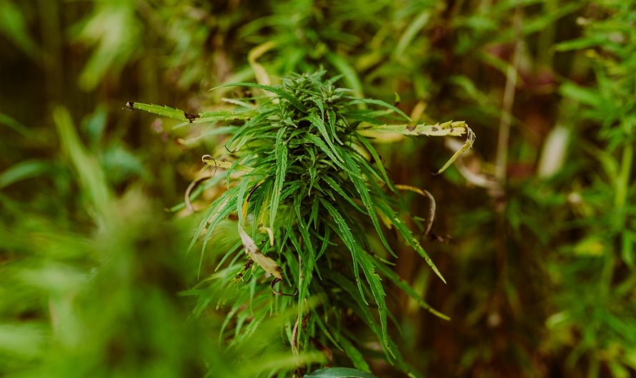 Семена конопли Auto Chemdawg feminised от Ganja Seeds