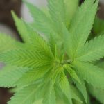 Сорт конопли Auto Betty Boo feminised от Ganja Seeds images71.jpg