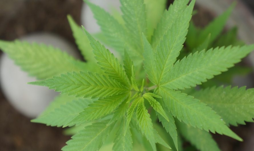 Сорт конопли Auto Betty Boo feminised от Ganja Seeds