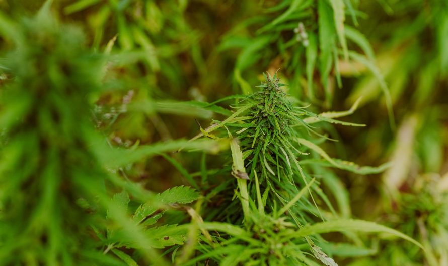 Использование семян конопли для прикормки в рыбалке