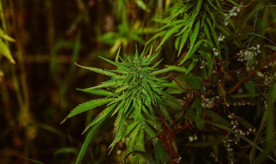 Культивирование конопли в Украине: законодательство, преимущества и технологии выращивания