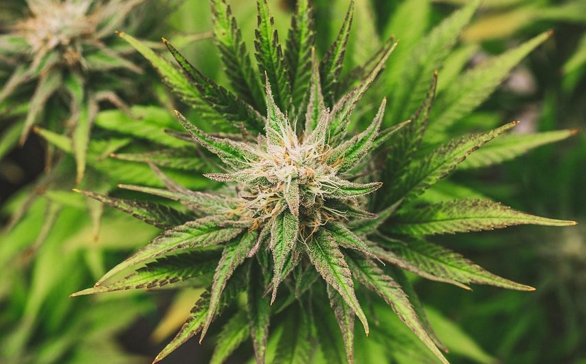 Семена конопли Auto Speedy Gonzales от Ganja Seeds