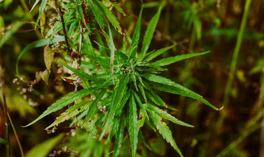 Покупка семян марихуаны через интернет