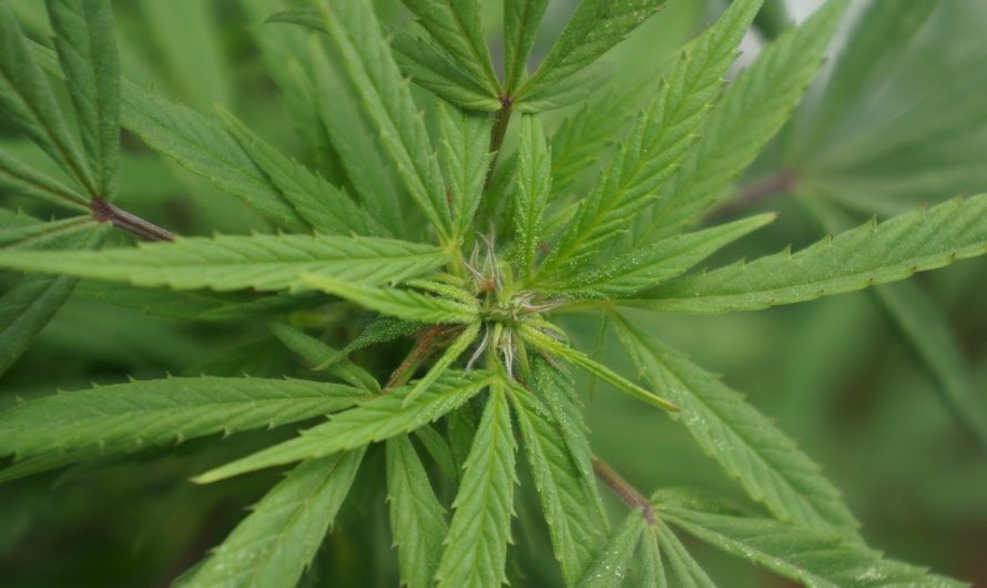 Семена конопли Auto Mohan Ram feminised от Ganja Seeds