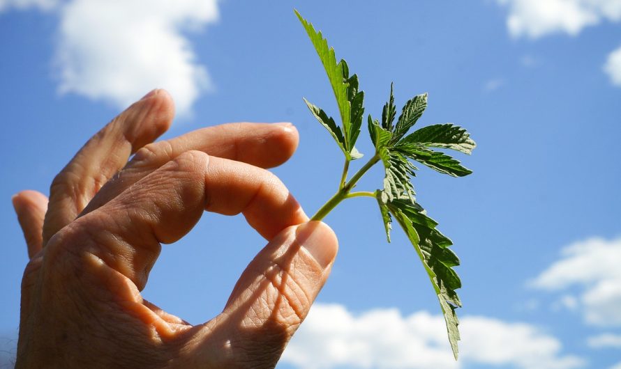 Урбеч из семян конопли полезные свойства и применение