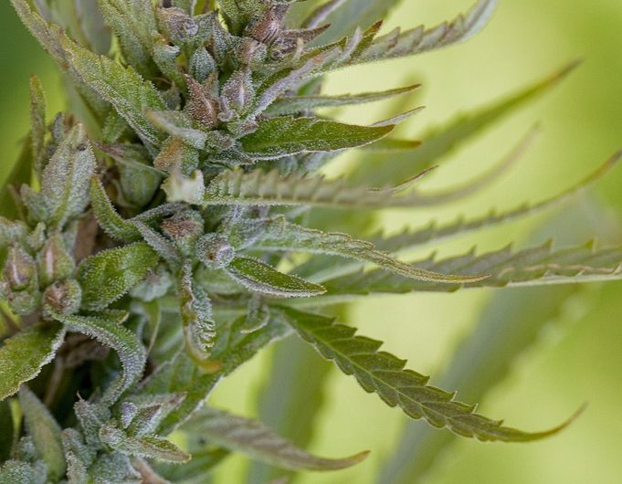 Можно ли курить семена марихуаны