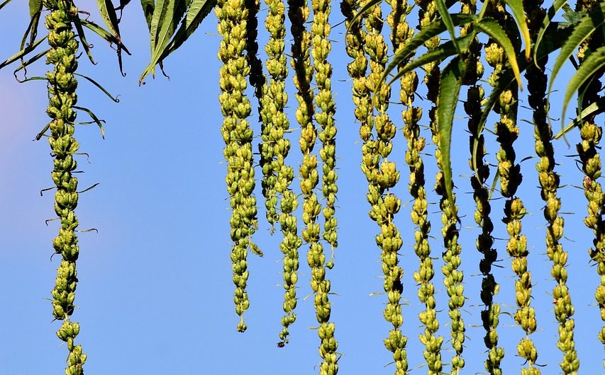 Семена конопли посевной полезные свойства и применение