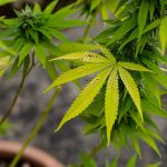 Семена конопли Puta Madre Kush feminised от Ganja Seeds images90.jpg