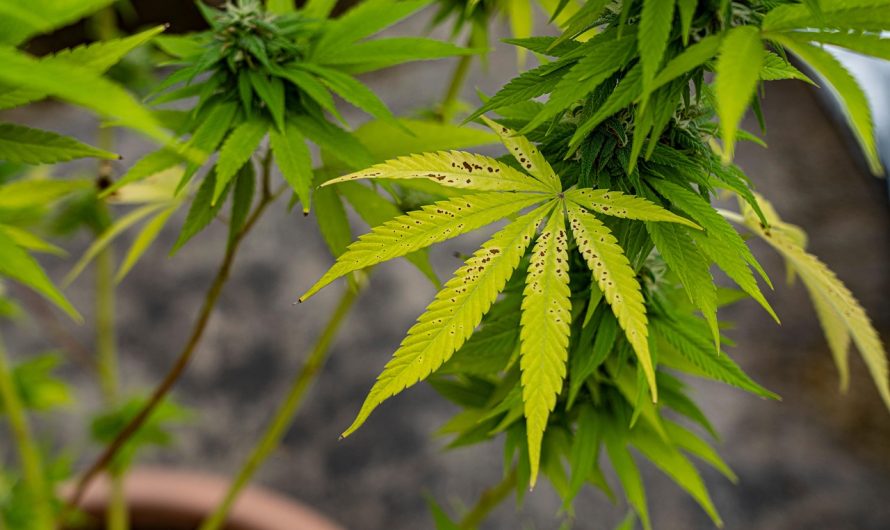 Семена конопли Puta Madre Kush feminised от Ganja Seeds