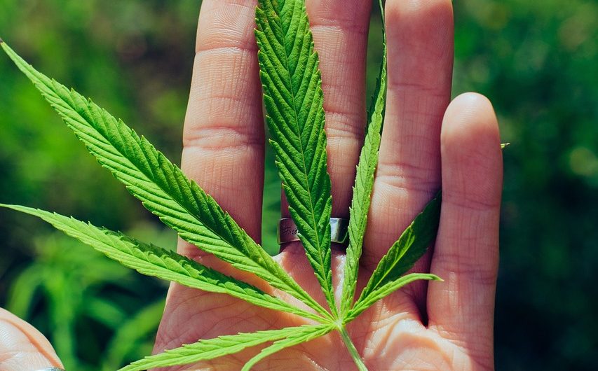 Цена конопляных семян и их преимущества