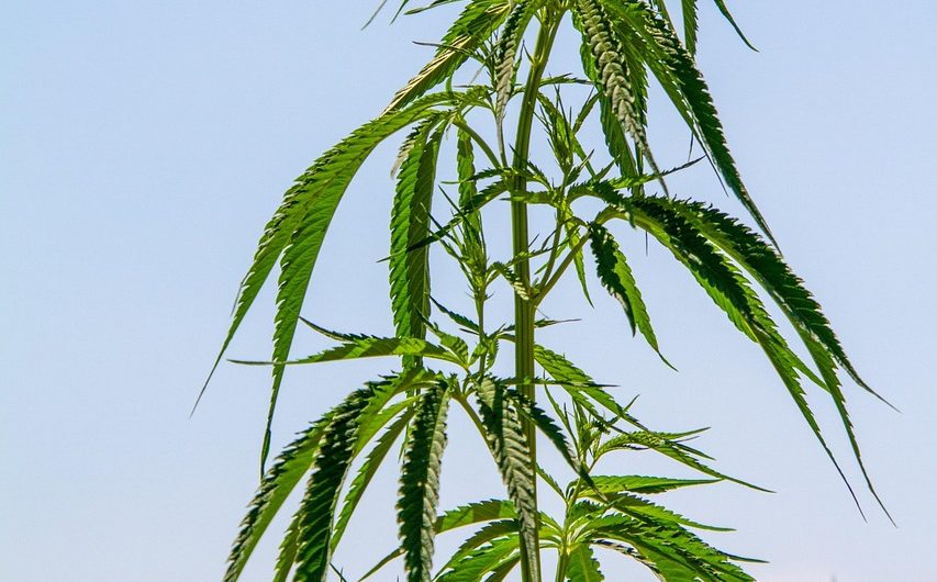 Строение и полезные свойства семян конопли