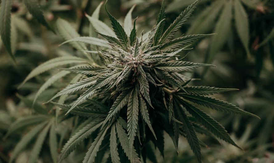 Особенности продажи и использования семян конопли