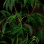 Магазины семян марихуаны и их выбор image_125.jpg