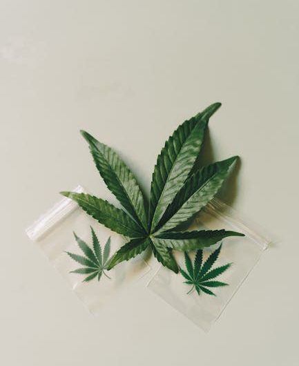 Особенности покупки и продажи семян конопли