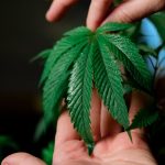 Семена конопли Misty Kush от Nirvana Seeds image_145.jpg