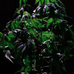 Семена карликовой марихуаны особенности и преимущества image_147.jpg