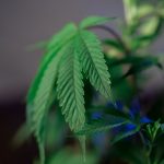 Семена конопли Skunk feminised от Breeders Community Seeds image_166.jpg