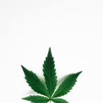 Семена конопли полезные свойства и применение image_17.jpg