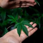 Кто и где заказывает семена конопли image_184.jpg