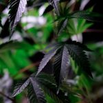 Семена конопли и их применение image_204.jpg