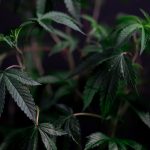 Покупка семян марихуаны в Казахстане аспекты и риски image_232.jpg