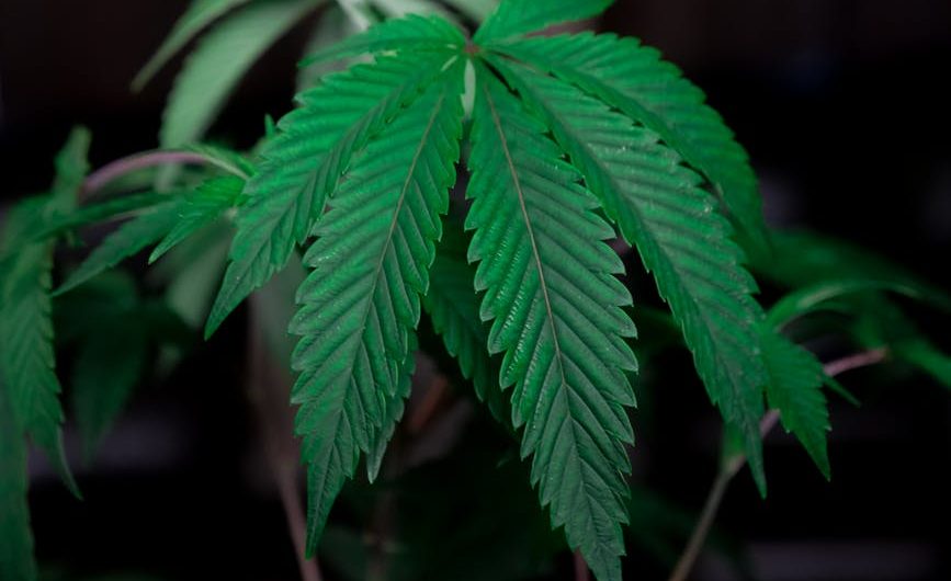 Польза и применение семян конопли в кулинарии и медицине