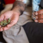 Семена конопли Auto Critical Soma feminised от Advanced Seeds image_242.jpg