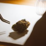 Законность покупки семян конопли image_248.jpg