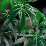 Запрет семян конопли причины и последствия image_26.jpg