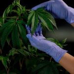 Как жарить семена конопли для рыбалки image_266.jpg