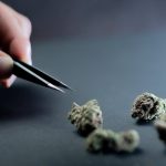 Семена конопли Auto White Cheese feminised от Dinafem Seeds image_268.jpg