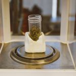 Преимущества и особенности покупки семян технической конопли оптом image_323.jpg