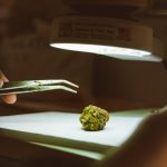 Сорт конопли Auto Pineapple feminised от RuSeeds image_326.jpg