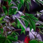 Полезные свойства и применение семян конопли image_351.jpg