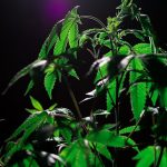 Семена конопли полезные свойства и применение image_354.jpg