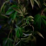 Семена Конопли в Москве Доставка Курьером и Преимущества Продукта image_360.jpg