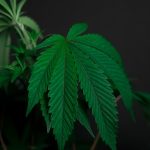 Семена конопли Auto Cheese feminised от Breeders Community Seeds image_372.jpg