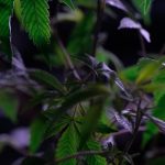 Семена Гибриды Конопли Преимущества и Особенности Выращивания image_375.jpg