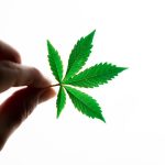 Покупка Семян Конопли в Москве: Где Купить и Как Выбрать Качественный Продукт image_411.jpg