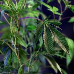 Семена конопли Auto Red Poison feminised от Ganja Seeds image_427.jpg