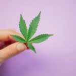 Семена конопли Great White Shark feminised от Ganja Seeds image_433.jpg