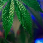 Сорт конопли Auto Diesel Ryder от Ganja Seeds image_434.jpg