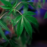 Когда созревают семена конопли и как их использовать image_436.jpg