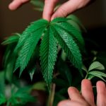 Женские семена конопли и их преимущества image_438.jpg