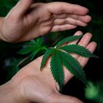 Семена конопли Auto Sol Haze feminised от Seeds of Life image_444.jpg