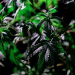 Семена конопли Auto Moby Dick feminised от Dinafem Seeds image_455.jpg