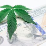 Семена конопли 1024 feminised Ganja Seeds image_462.jpg